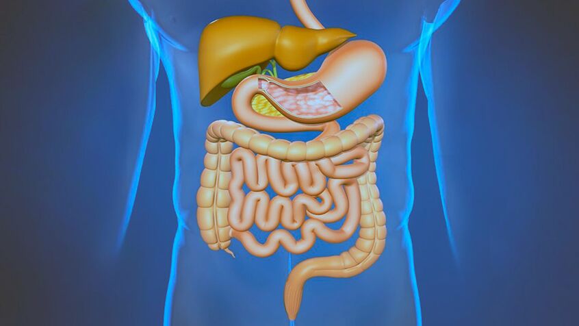 Doenças do sistema digestivo - a causa da dor sob as omoplatas