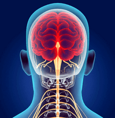 ilustração dos canais nervosos da coluna cervical